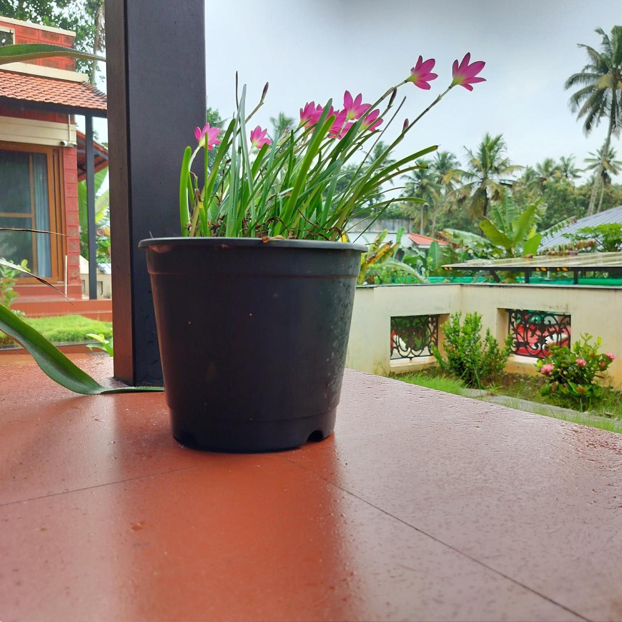 The Ixora - A Boutique Homestay Varkala Εξωτερικό φωτογραφία
